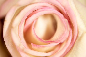 Fototapeta na wymiar Beautiful rose flower as an abstract background.