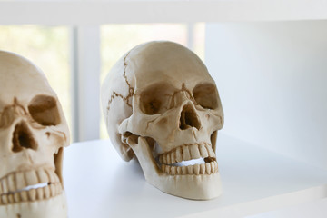 Close up human skull model placed on a hospital shelf