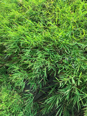 Bamboo tree background, Beautiful green nature background 