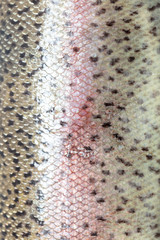 Squama trout fish as abstract background.