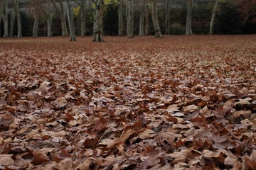 Autumn Leaves