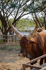 The Ankole-Watusi also known as Watusi cattle