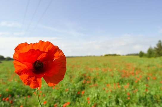 Blaumohn Bilder Durchsuchen 110,221 Archivfotos, und
