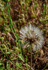 dandelion seeds in the wind