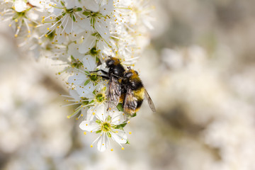 Hummel sitzt auf weißen Kirschblüten und paaren sich