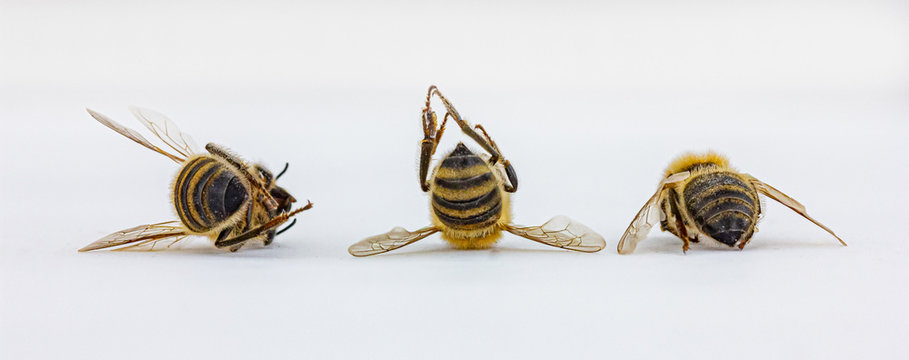tote Bienen vor wei&szlig;em Hintergrund
