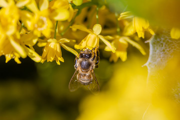 eine Honigbiene sammelt an einer Blume (Mahonie) Honig
