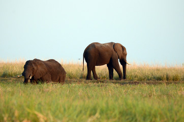 herd of elephants in the grass