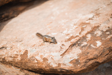 Zion Nationalpark, Utah, USA, Streifenhörnchen