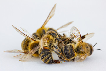 tote Bienen vor weißem Hintergrund