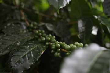 Coffee Cherry