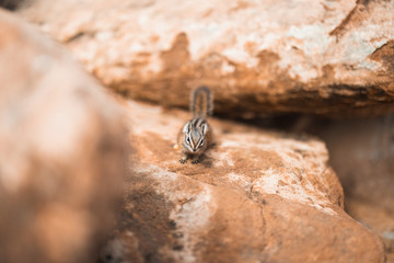 Zion Nationalpark, Utah, USA, Streifenhörnchen