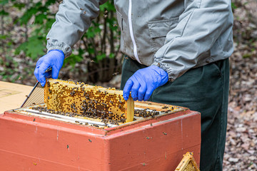 ein Imker arbeitet mit Bienenwaben, die voller Bienen sind