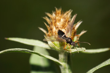 Macro Hymenoptera Caucasian Hartigia linearis