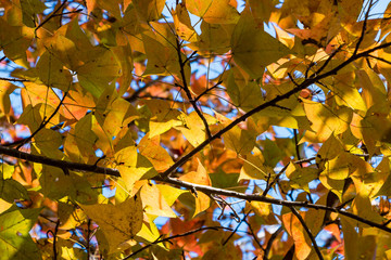 Yellow leaf background.