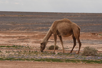 A herd of camels wandering through the deserts of eastern Jordan during the desert flowering....