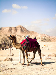Lonely camel in the desert of israel