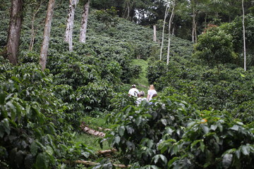 Coffee Plantation