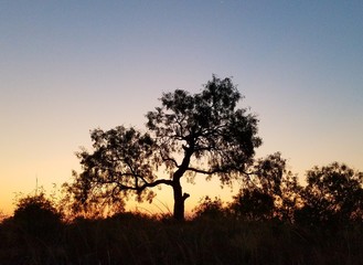 Fototapeta na wymiar Silhouette Tree In Forest Against Clear Sky