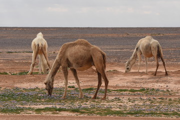 A herd of camels wandering through the deserts of eastern Jordan during the desert flowering....