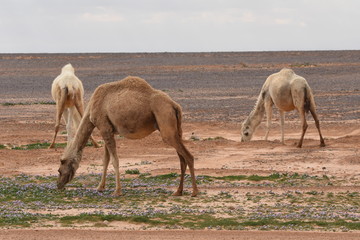 A herd of camels wandering through the deserts of eastern Jordan during the desert flowering....