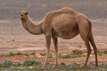 A herd of camels wandering through the deserts of eastern Jordan during the desert flowering. Camels looking for food on dry hard ground.