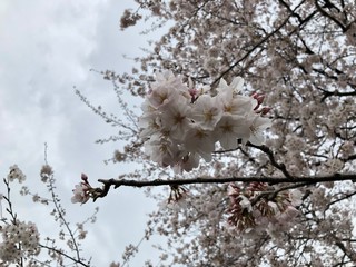 桜７