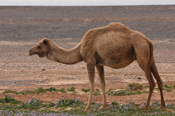 A herd of camels wandering through the deserts of eastern Jordan during the desert flowering. Camels looking for food on dry hard ground.