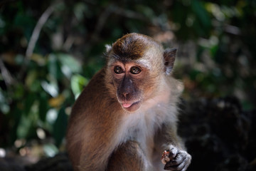 cute macaque, portrait of little monkey