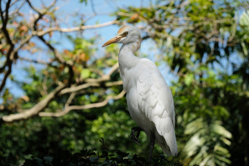 great egret in nature, white heron