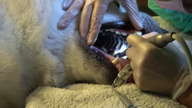 ein Zahnarzt entfernt bei einem Hund (Akita Inu) Zahnstein 