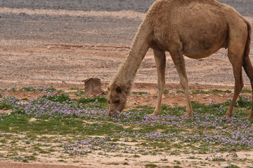 A herd of camels wandering through the deserts of eastern Jordan during the desert flowering....