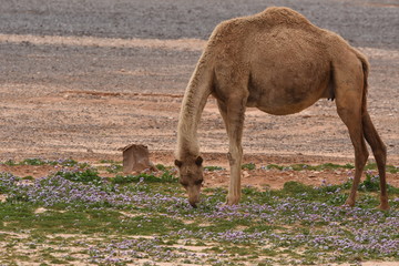 A herd of camels wandering through the deserts of eastern Jordan during the desert flowering....