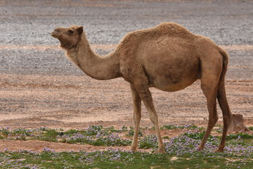 A herd of camels wandering through the deserts of eastern Jordan during the desert flowering. Camels looking for food on dry hard ground.