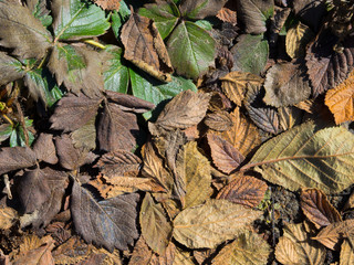 Dry autumn leaves are yellow, brown and green on the ground