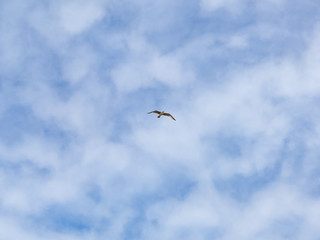 One single seagull flying alone against blue sky with thin wispy clouds.