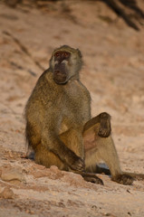 A baboon sits by the Chobe River in Botswana