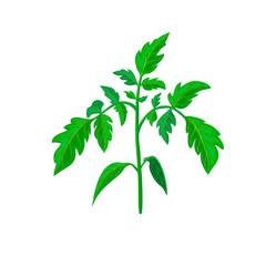 healthy tomato plant branch or green leavf isolated on white. realistic illustration. vegetable plant icon for gardening or farming design. green shoot or spring sprout of young tomato plant