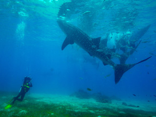 Fototapeta na wymiar Whale shark in Oslob - Philippines