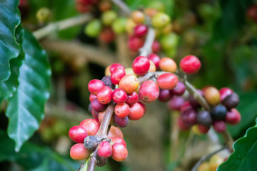 Fresh coffee beans on tree branches