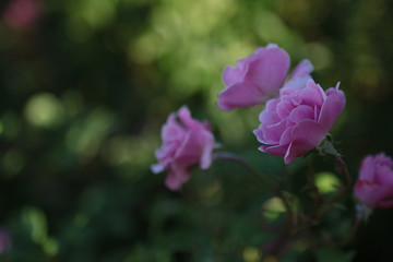 Fototapeta premium pink and purple flowers in the garden