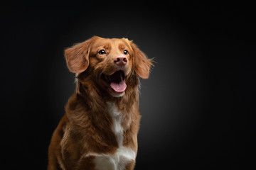 portrait of a dog on a dark background. Nova Scotia Retriever in the studio. Pet on black. 