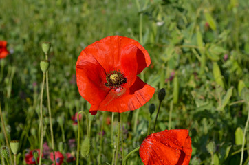 red poppy in the field
