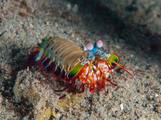 Peacock mantis shrimp