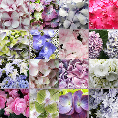 Beautiful 4x4 square Collage of different hydrangea Flowers showing off the Beauty of their intricate petals.