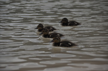 A family of mallard ducks floating on the water, mother with chicks. Black lake in the Durmitor mountains near Zabljak. A beautiful place in Montenegro