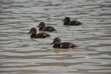 A family of mallard ducks floating on the water, mother with chicks. Black lake in the Durmitor mountains near Zabljak. A beautiful place in Montenegro