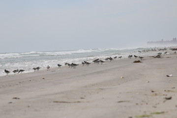 Vögel am Strand - menschenleer - keine Badeurlauber - Urlaub am Strand Sommerurlaub - at the Beach