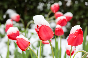 Red tulips in the Cottage garden covered in snow because there was a cold weather front coming in...