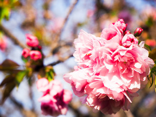 ヤエザクラ、八重桜、遅咲き桜、cherryblossom